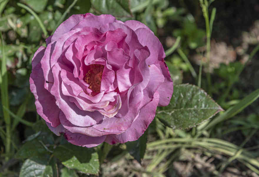Rosa rosa - parque de Cervantes - Barcelona - Catalunya 2.jpg